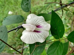 Centrosema pubescens