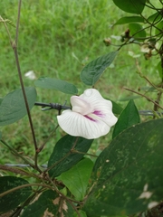 Centrosema pubescens