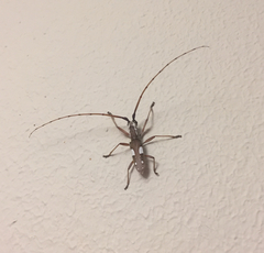 Olenecamptus olenus