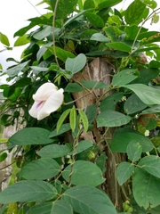 Centrosema pubescens