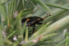 Cermatulus nasalis hudsoni