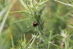 Cermatulus nasalis hudsoni