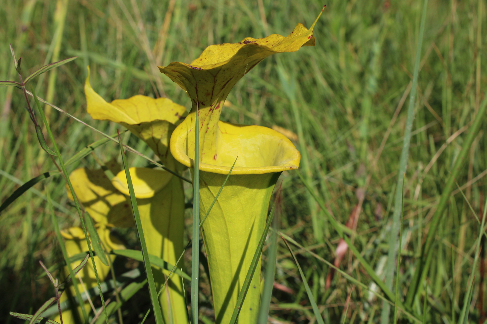 Sarracenia X popei
