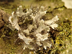 Heterodermia leucomelos