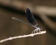 Euphaea masoni