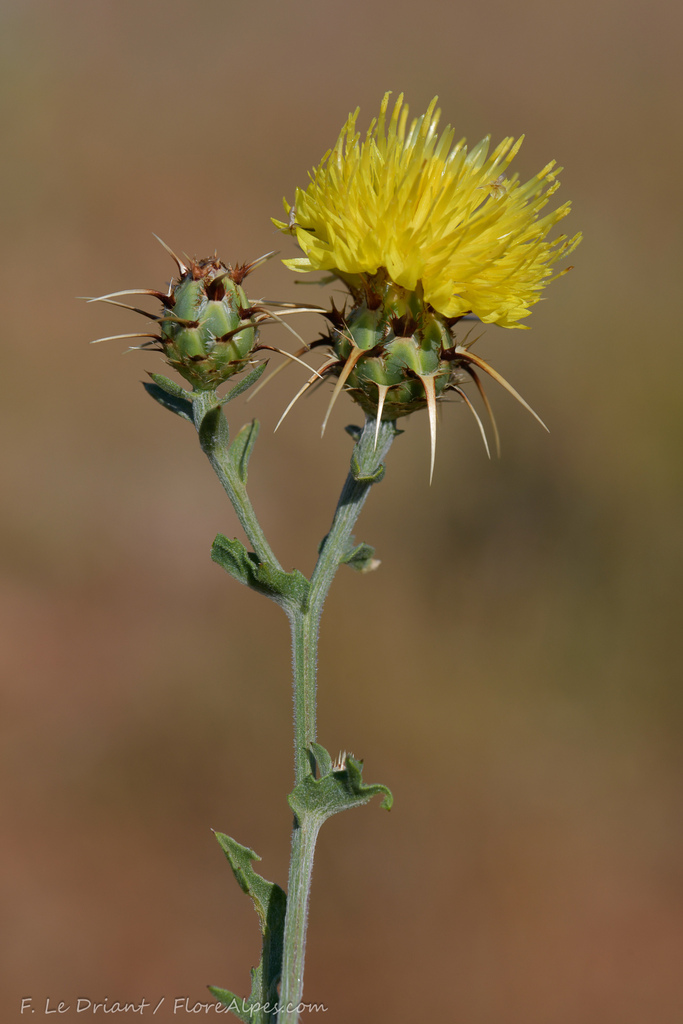 Centaurea sicula