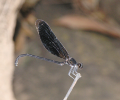 Euphaea masoni