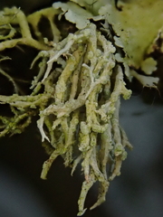 Niebla cephalota