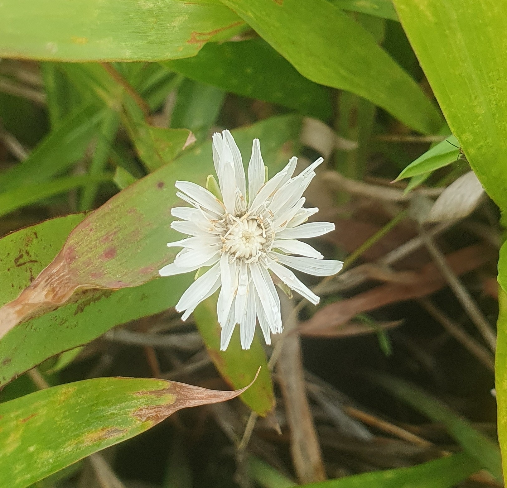 Achicoria silvestre