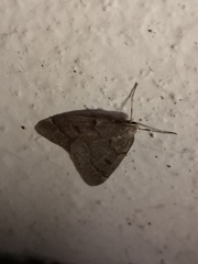 Theria rupicapraria