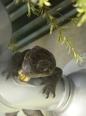 Hoplodactylus duvaucelii