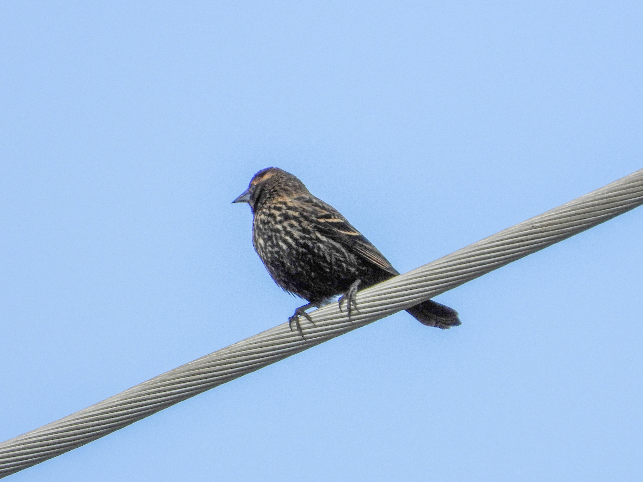 Agelaius phoeniceus (Linnaeus, 1766)