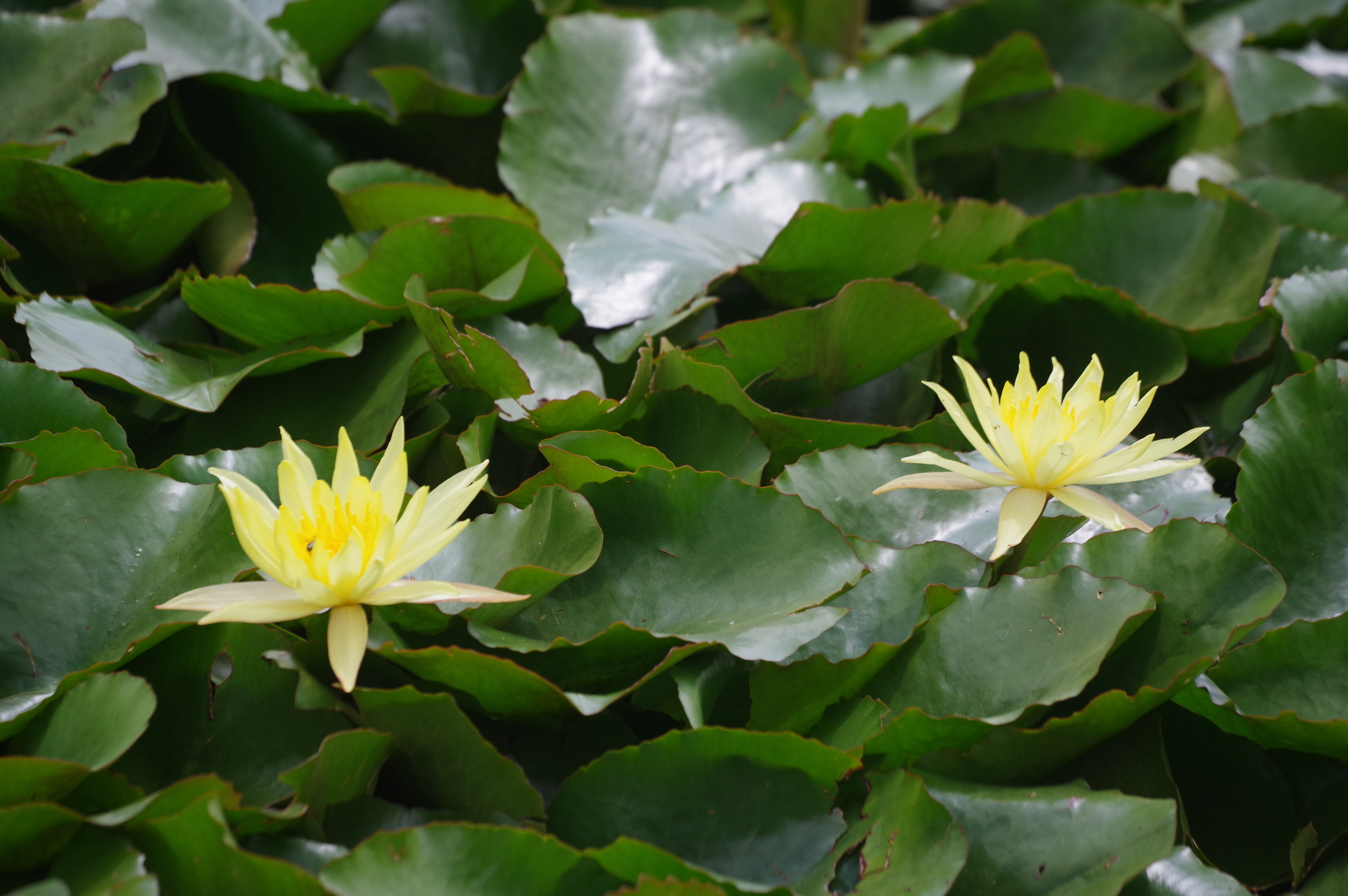 Nenúfar amarillo mexicano