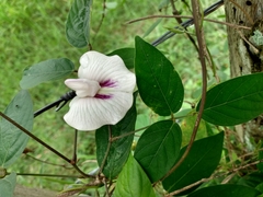 Centrosema pubescens