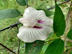 Centrosema pubescens