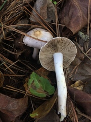 Inocybe lilacina