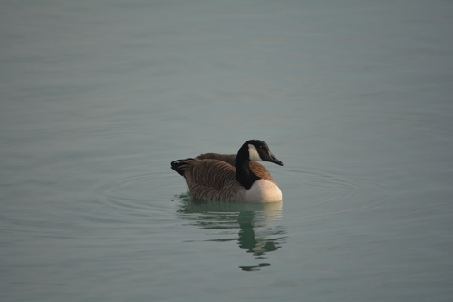 Canada Goose