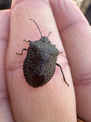 Pellaea stictica