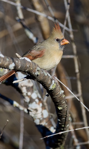Northern Cardinal