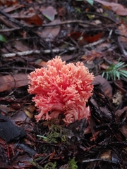 Ramaria araiospora