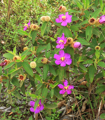 Melastoma saigonense