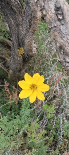 Bidens triplinervia (Bidens triplinervia)