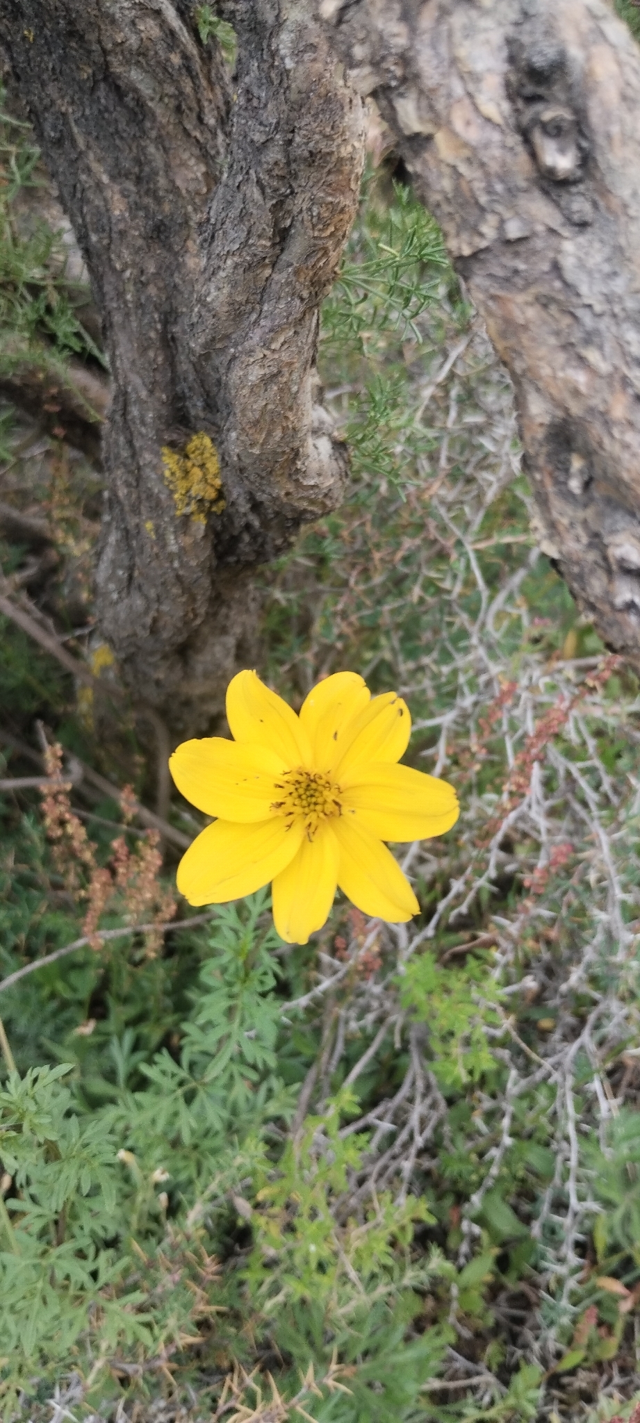 Bidens Triplinervia (Bidens triplinervia)