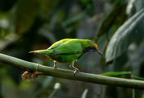 Golden-fronted Leafbird (Chloropsis aurifrons), photo 2