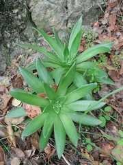 Dudleya candelabrum
