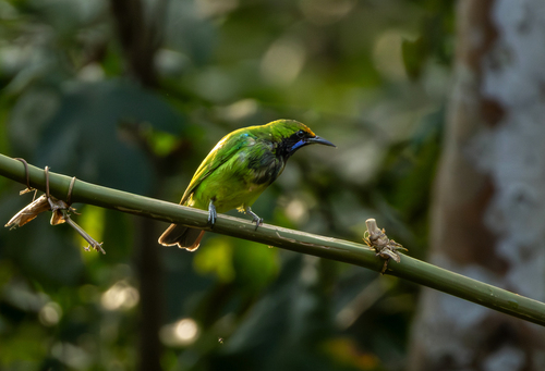 Golden-fronted Leafbird (Chloropsis aurifrons)