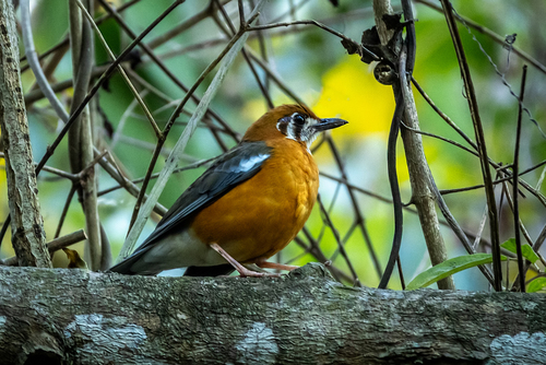 Orange-headed Thrush (Geokichla citrina), photo 2