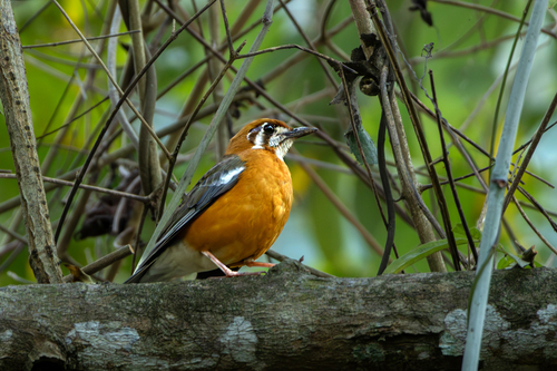 Orange-headed Thrush (Geokichla citrina), photo 1