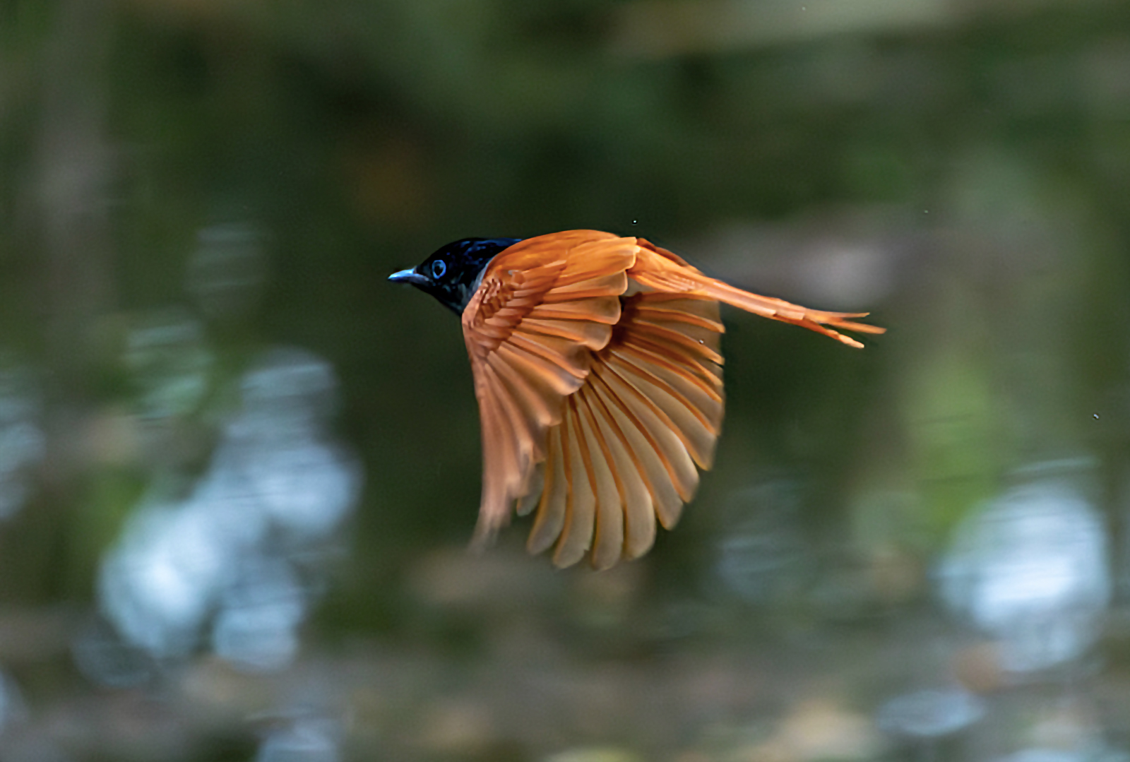Indian Paradise Flycatcher (Terpsiphone paradisi), photo 8