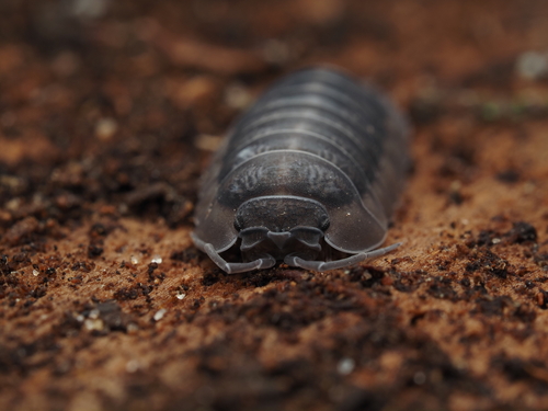 Nosy Pill Woodlouse, photo 4 of 10