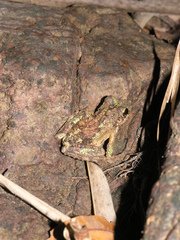Kurixalus bisacculus