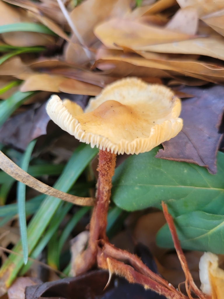 Gymnopus spongiosus · January 2026 · photo: © patriciajh (iNaturalist, cc-by-nc)