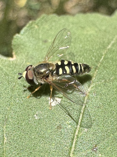 Unknown species found near The River Walk, San Antonio, TX, US