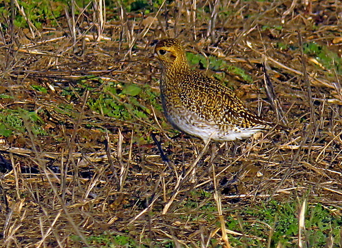 European Golden Plover (Pluvialis apricaria), photo 7