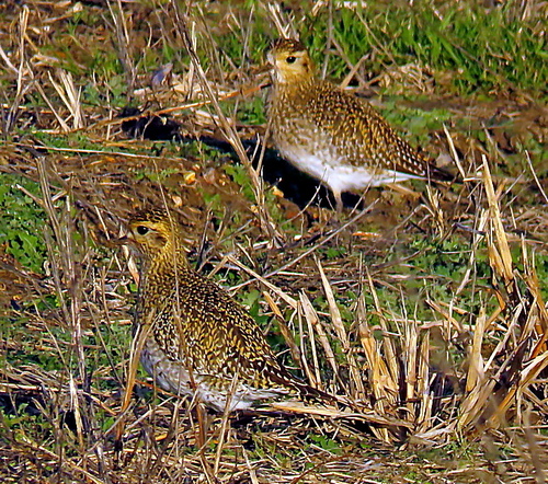 European Golden Plover (Pluvialis apricaria), photo 8