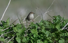 Prinia gracilis