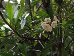 Anopterus glandulosus