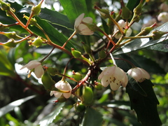 Anopterus glandulosus