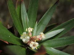 Cyathodes platystoma