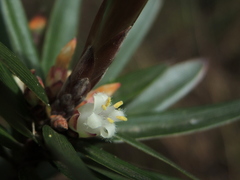 Cyathodes platystoma