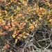 Quercus × subconvexa - Photo (c) edward_rooks,  זכויות יוצרים חלקיות (CC BY-NC), uploaded by edward_rooks