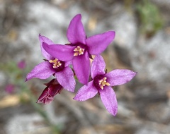 Boronia spathulata