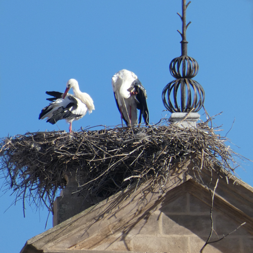 Avistamiento Cigüeña blanca