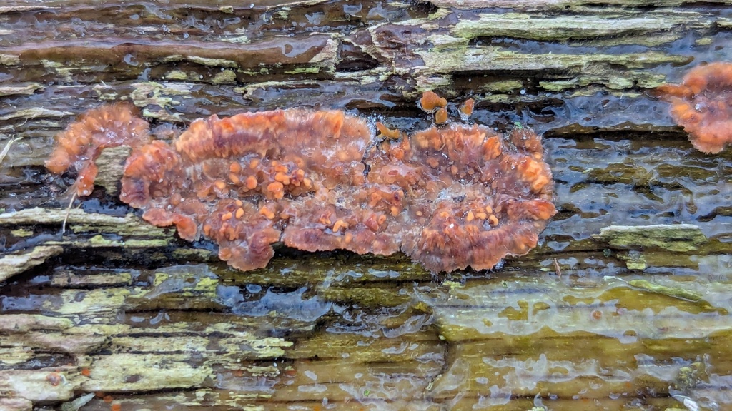 Phlebia radiata · January 2026 · photo: © rudolphous (iNaturalist, cc-by)