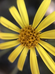 Dolichoglottis lyallii