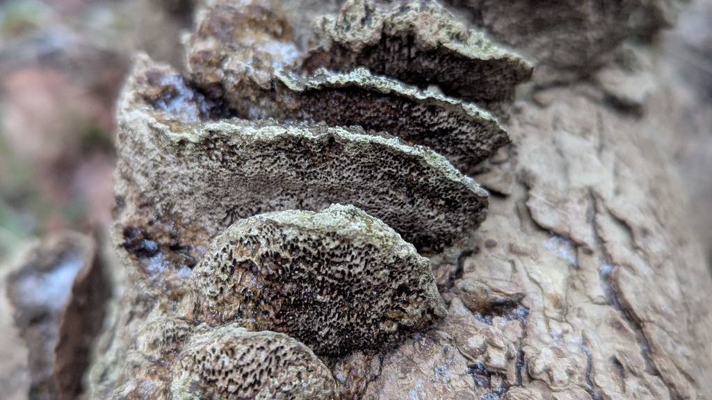 Coriolopsis gallica · January 2026 · photo: © rudolphous (iNaturalist, cc-by)